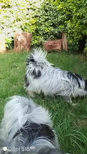 6-12 months Male Mixed Breed Havanese