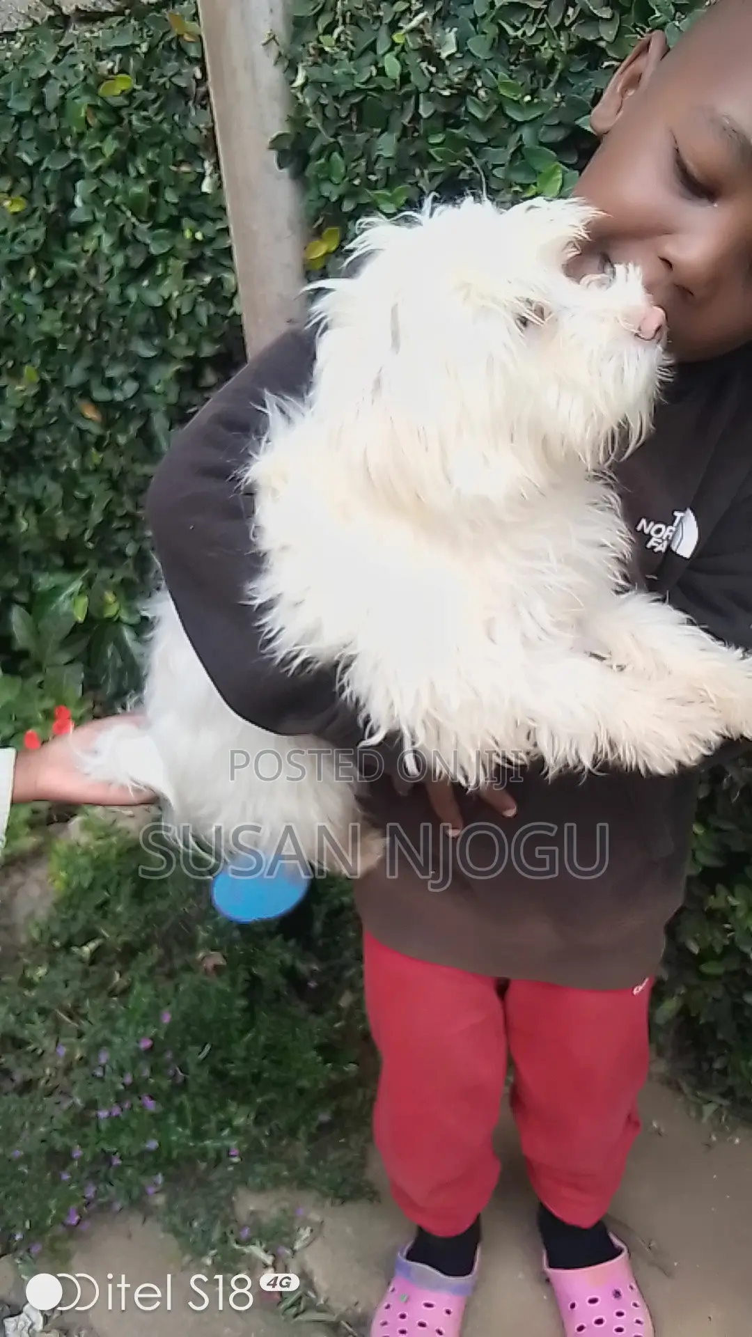 6-12 months Female Mixed Breed Maltese