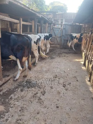 Dairy Farm Animals