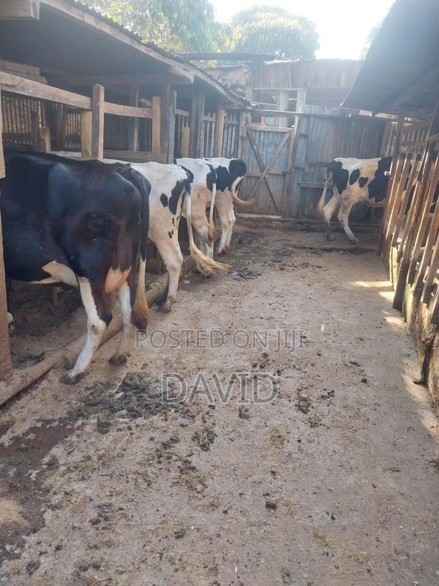 Dairy Farm Animals
