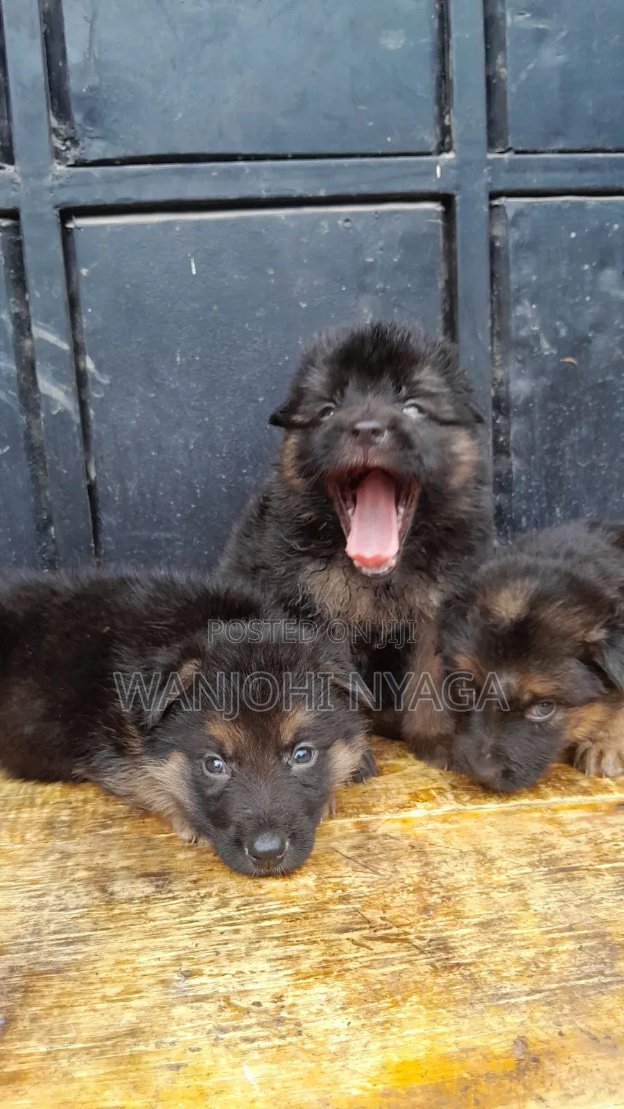 1-3 months Female Purebred German Shepherd