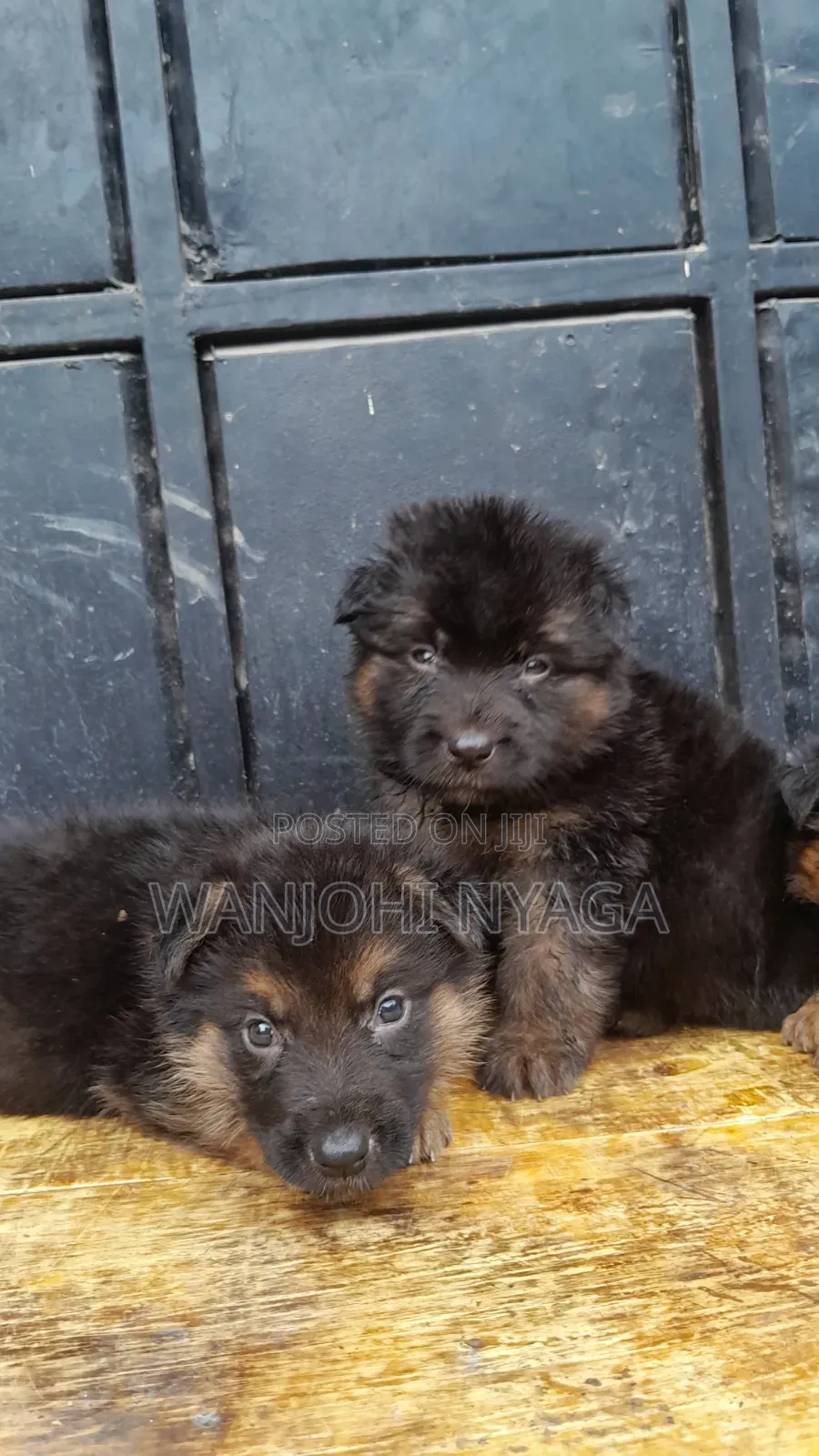 1-3 months Female Purebred German Shepherd