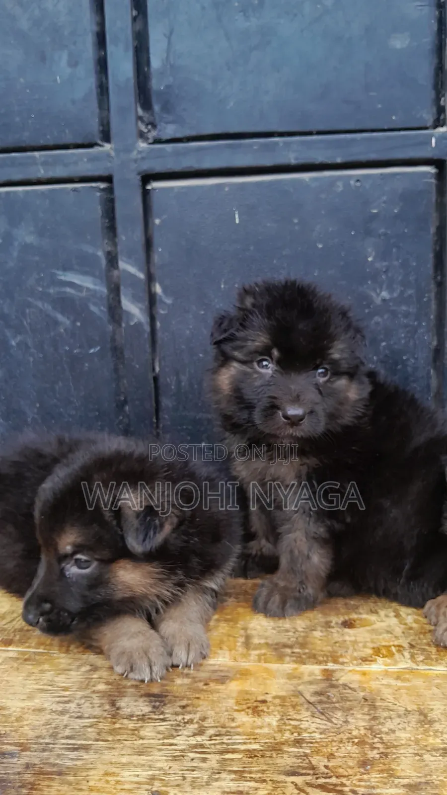 1-3 months Female Purebred German Shepherd