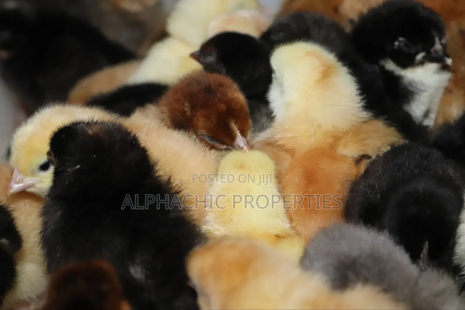 Day Old Sasso Improved Kienyeji Chicks
