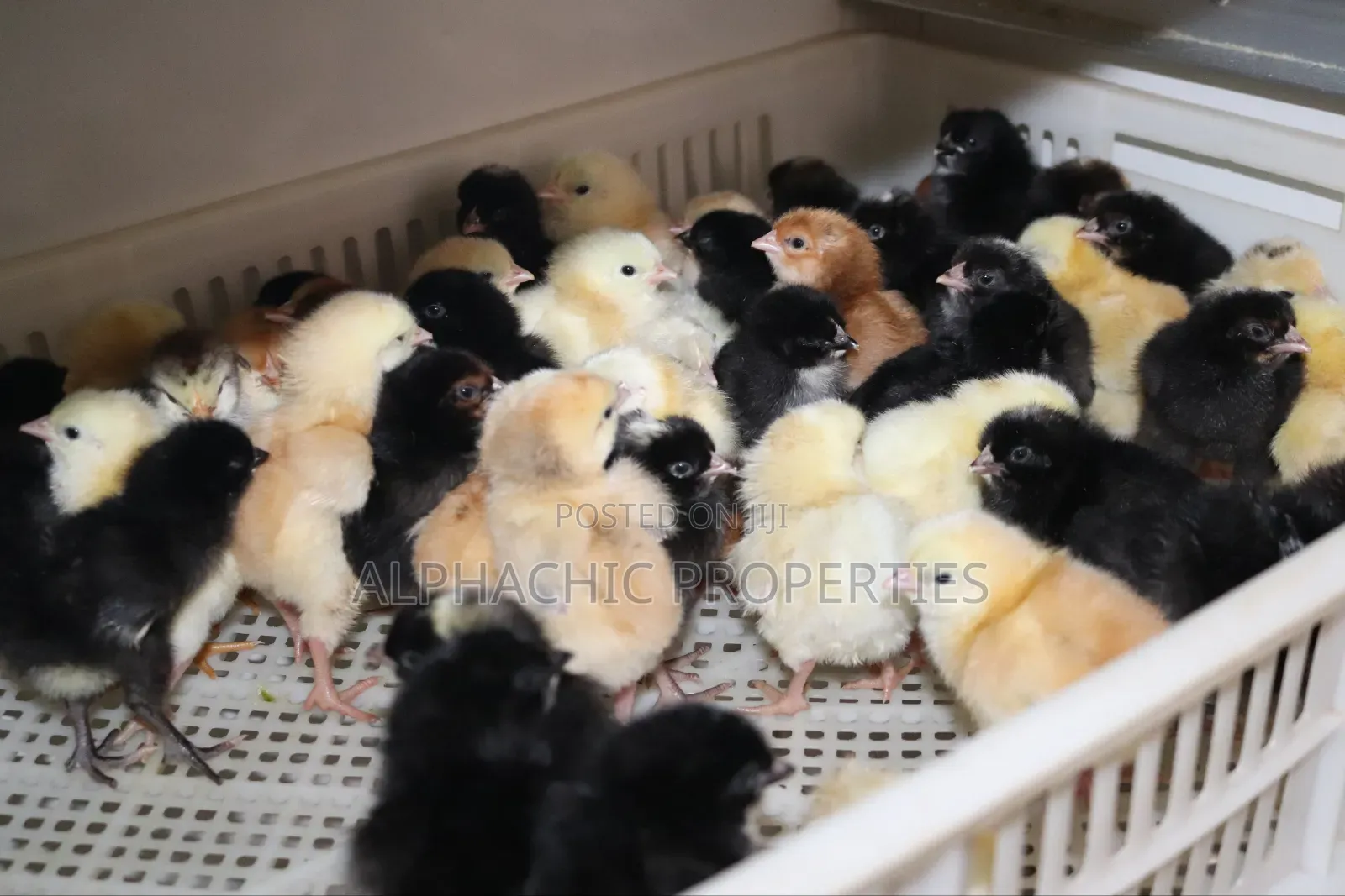 Day Old Sasso Improved Kienyeji Chicks