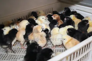 Day Old Sasso Improved Kienyeji Chicks