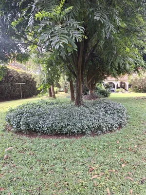 3bdrm House in Loresho for rent