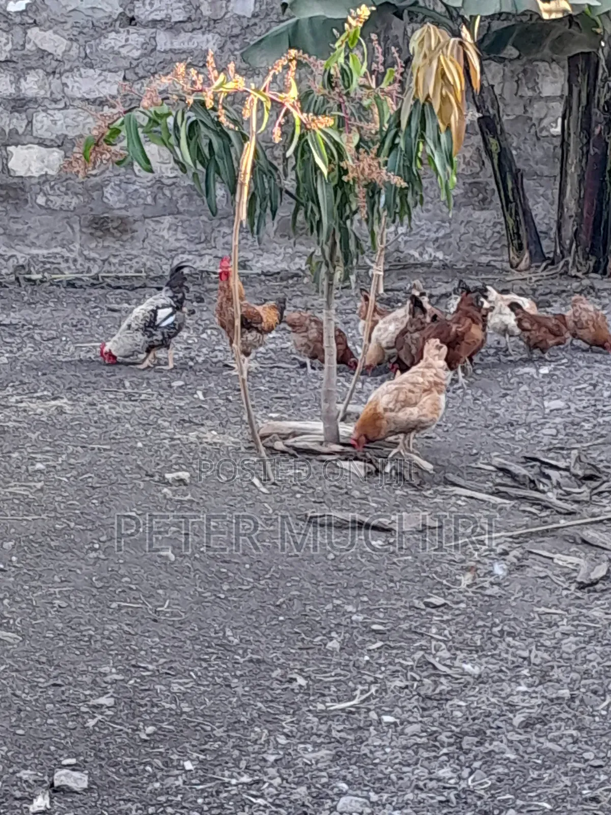 Improved Kienyenji Chicken and Eggs