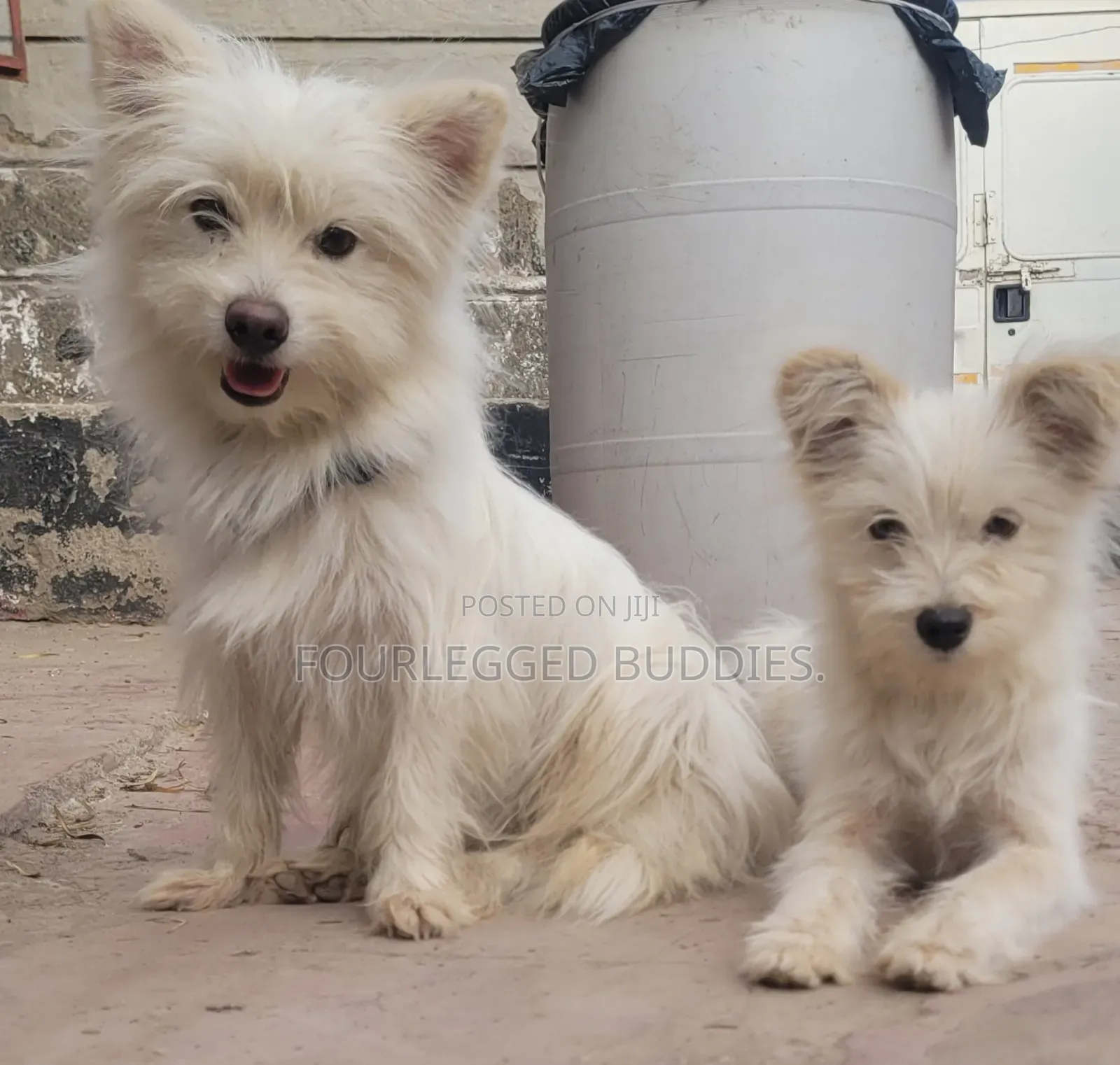 3-6 months Female Purebred Maltese