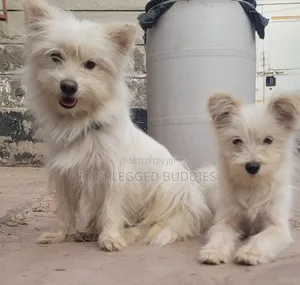 3-6 months Female Purebred Maltese