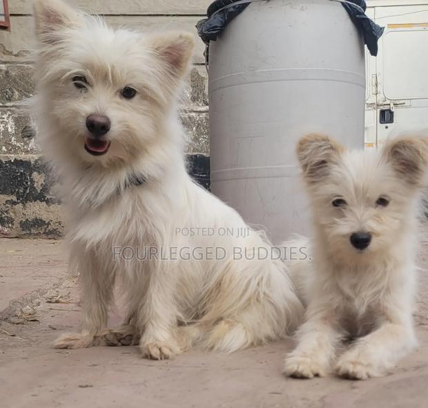 3-6 months Female Purebred Maltese