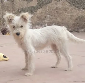 3-6 months Female Purebred Maltese