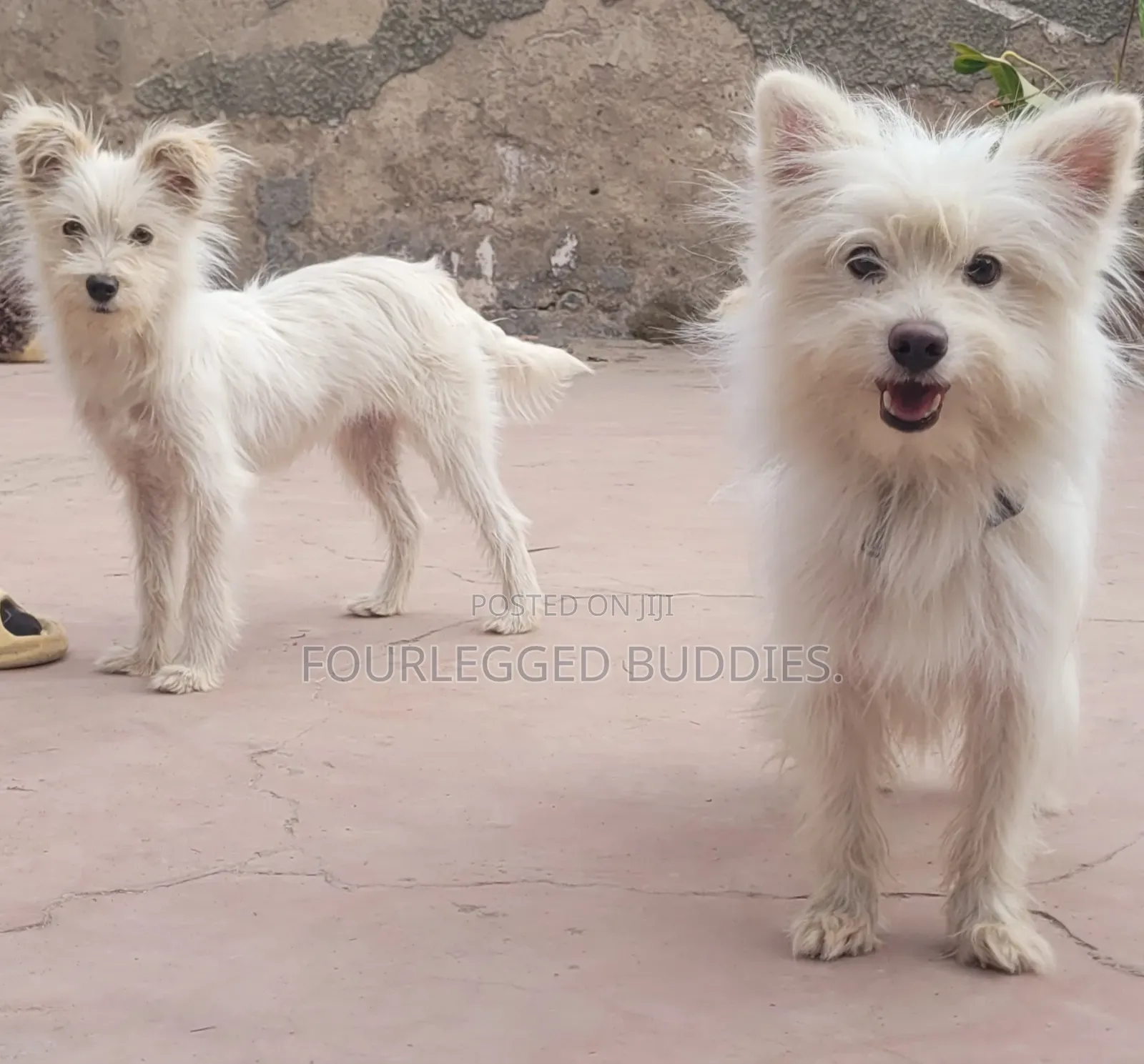 3-6 months Female Purebred Maltese