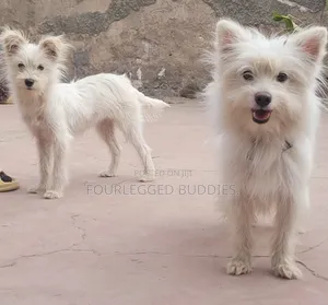 3-6 months Female Purebred Maltese