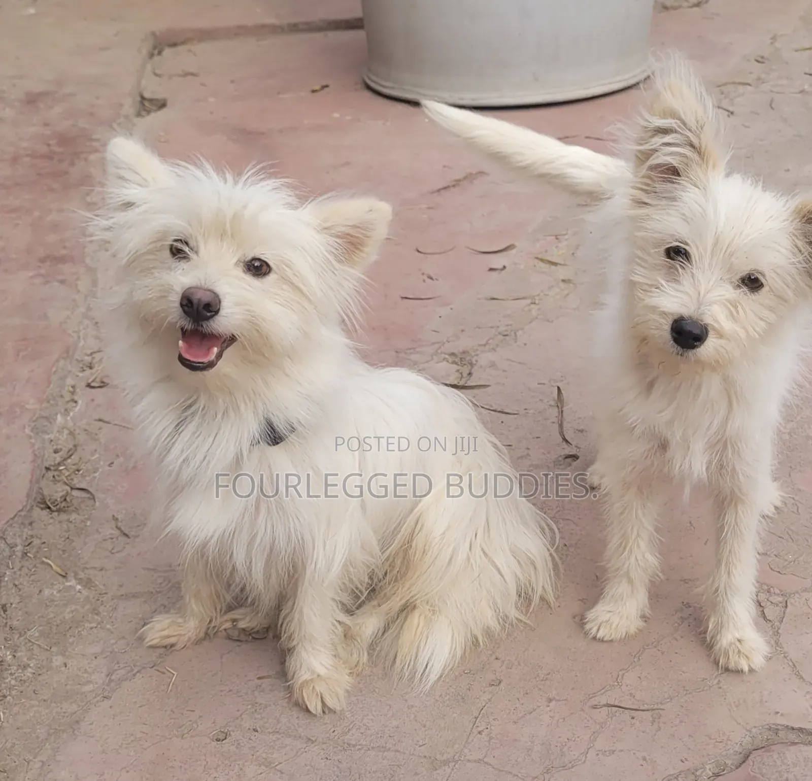 3-6 months Female Purebred Maltese