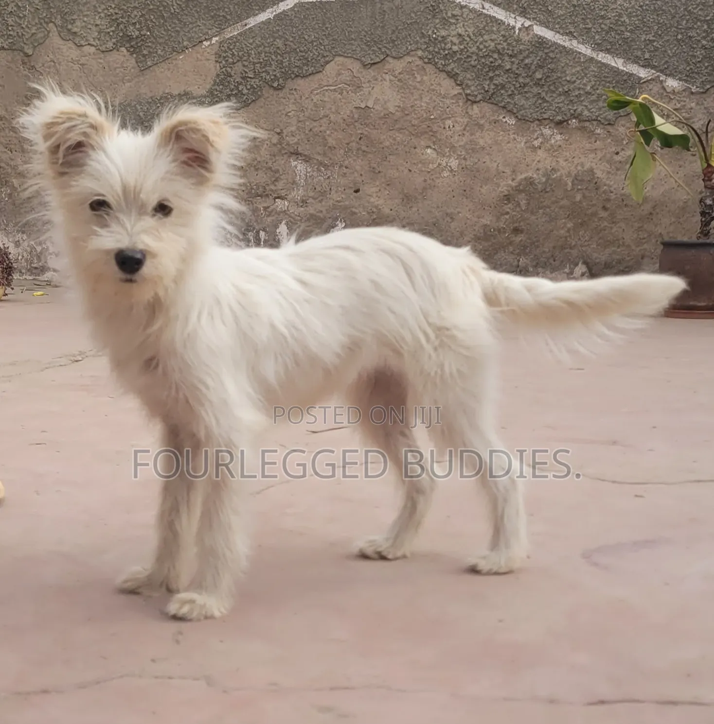 3-6 months Female Purebred Maltese