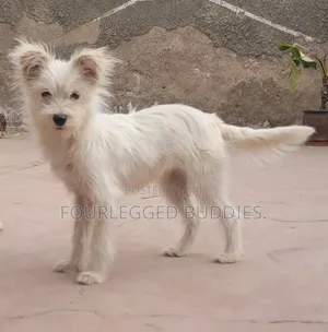3-6 months Female Purebred Maltese