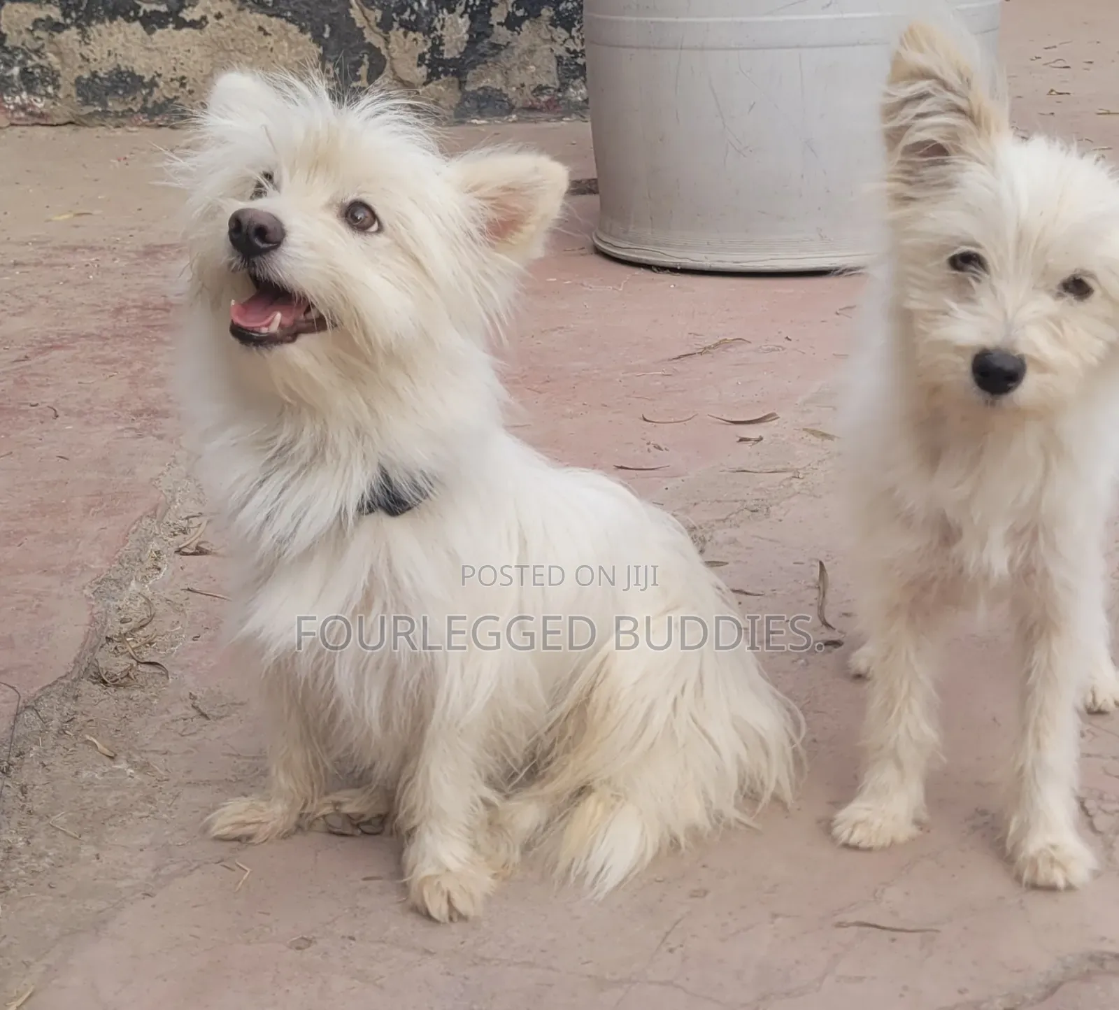 6-12 months Male Purebred Maltese