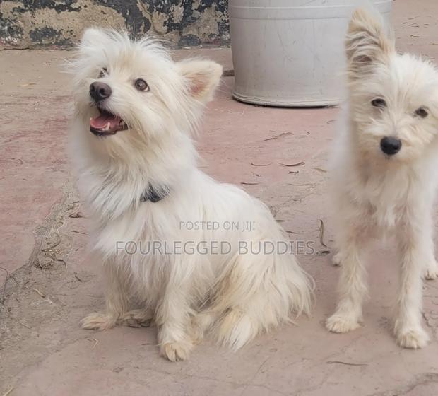 6-12 months Male Purebred Maltese