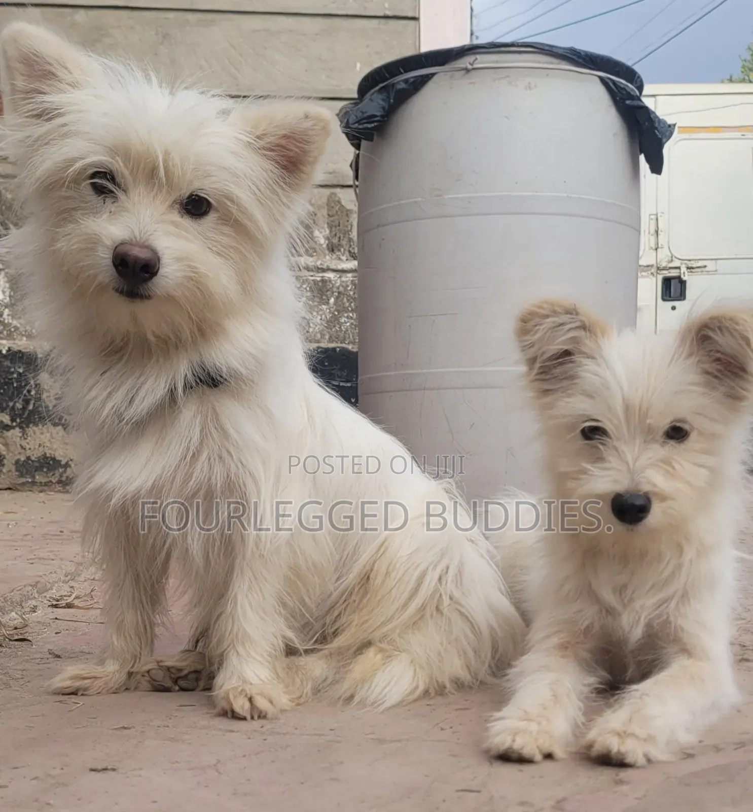6-12 months Male Purebred Maltese