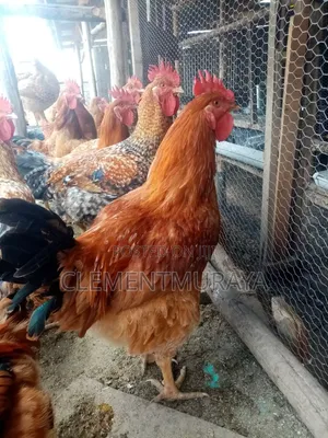 Improved Kienyeji Kenbro Jogoos for Sale