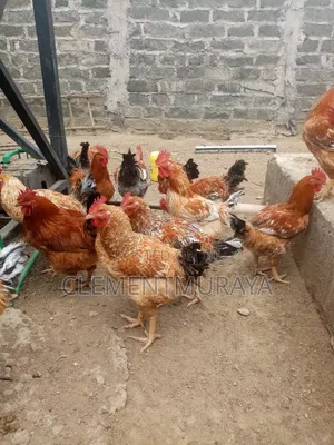Improved Kienyeji Kenbro Jogoos for Sale