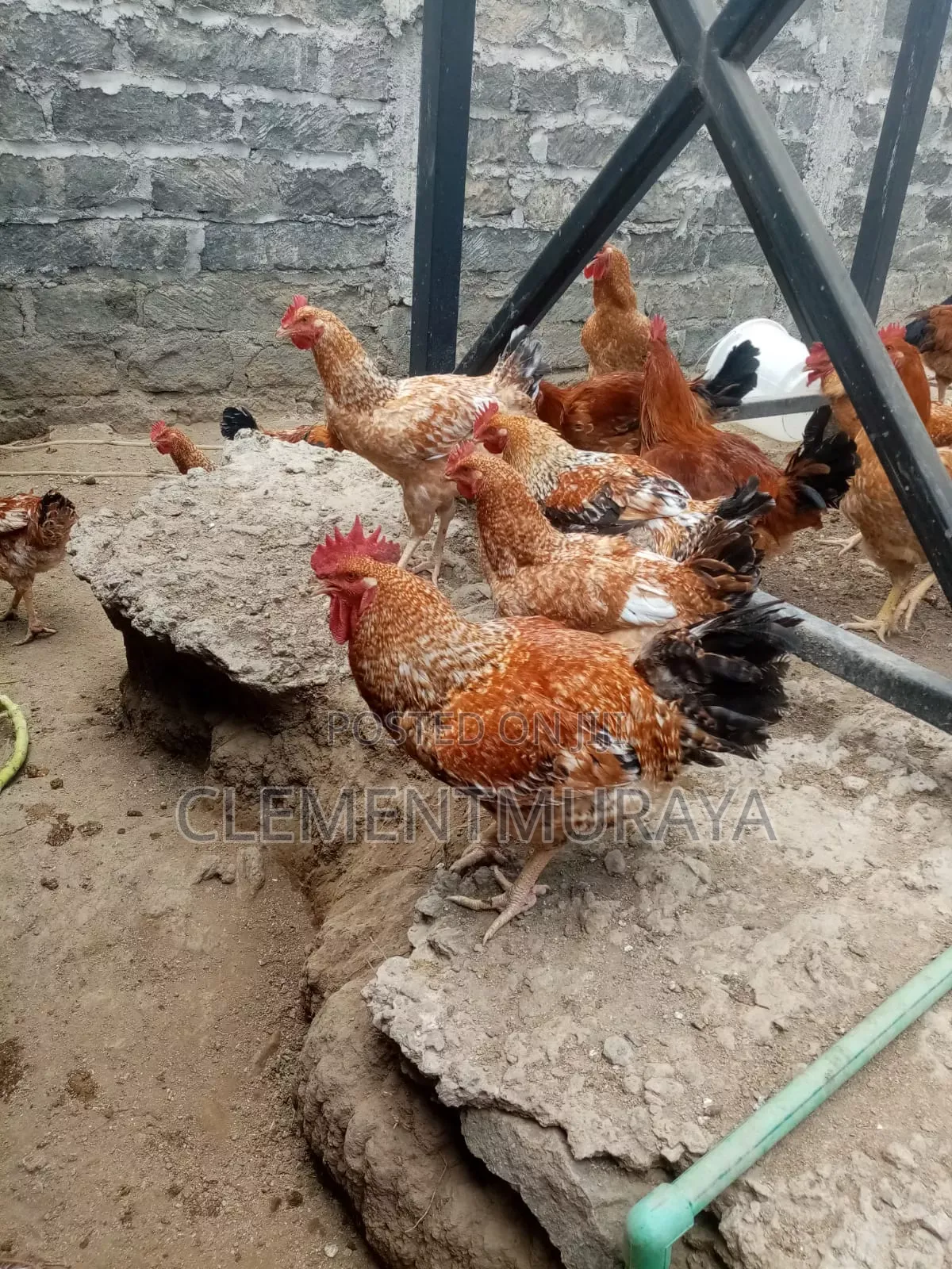 Improved Kienyeji Kenbro Jogoos for Sale
