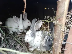 I Am Selling Cute Rabbits