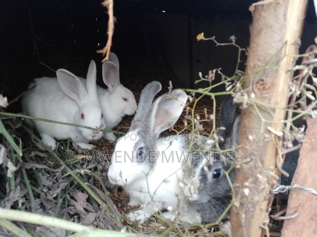I Am Selling Cute Rabbits