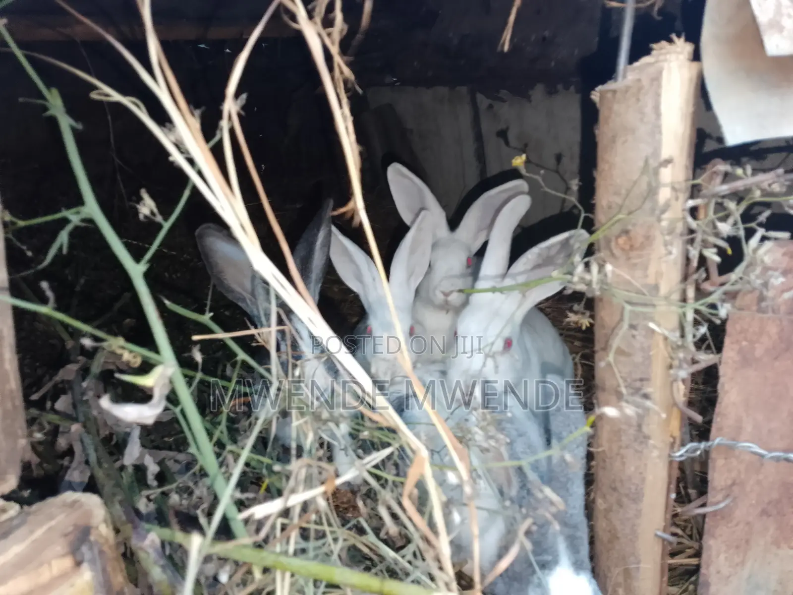 I Am Selling Cute Rabbits