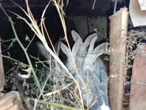I Am Selling Cute Rabbits