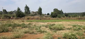Quick Sale - KIKUYU NDIGUINI