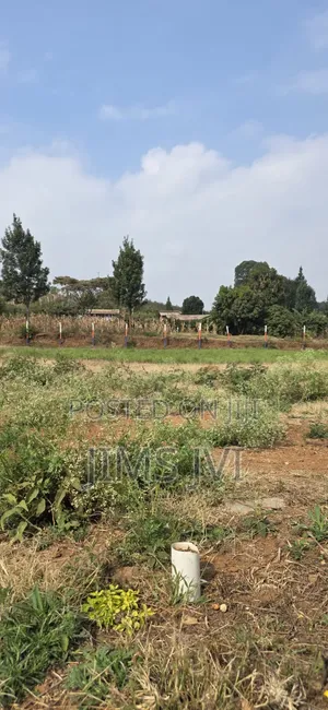 Quick Sale - KIKUYU NDIGUINI