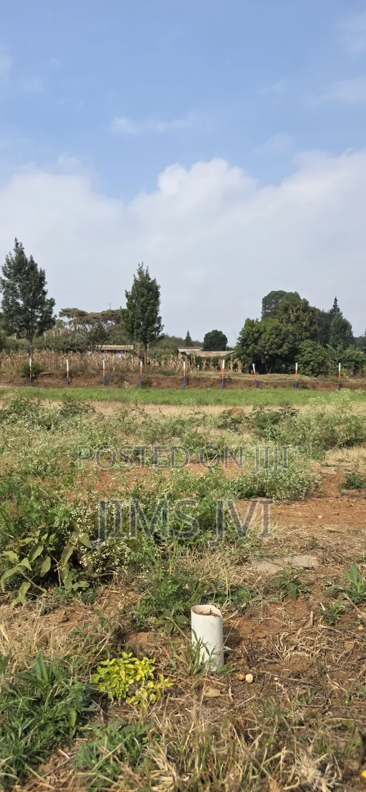 Quick Sale - KIKUYU NDIGUINI