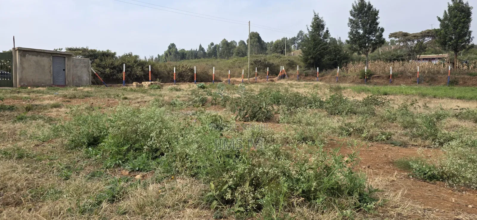 Quick Sale - KIKUYU NDIGUINI