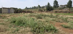 Quick Sale - KIKUYU NDIGUINI