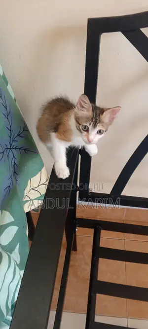 1-3 months Female Mixed Breed American Shorthair