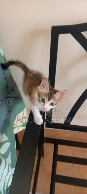 1-3 months Female Mixed Breed American Shorthair