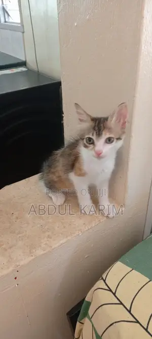 1-3 months Female Mixed Breed American Shorthair