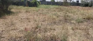 1/4 an Acre Plot for Sale (100*100)