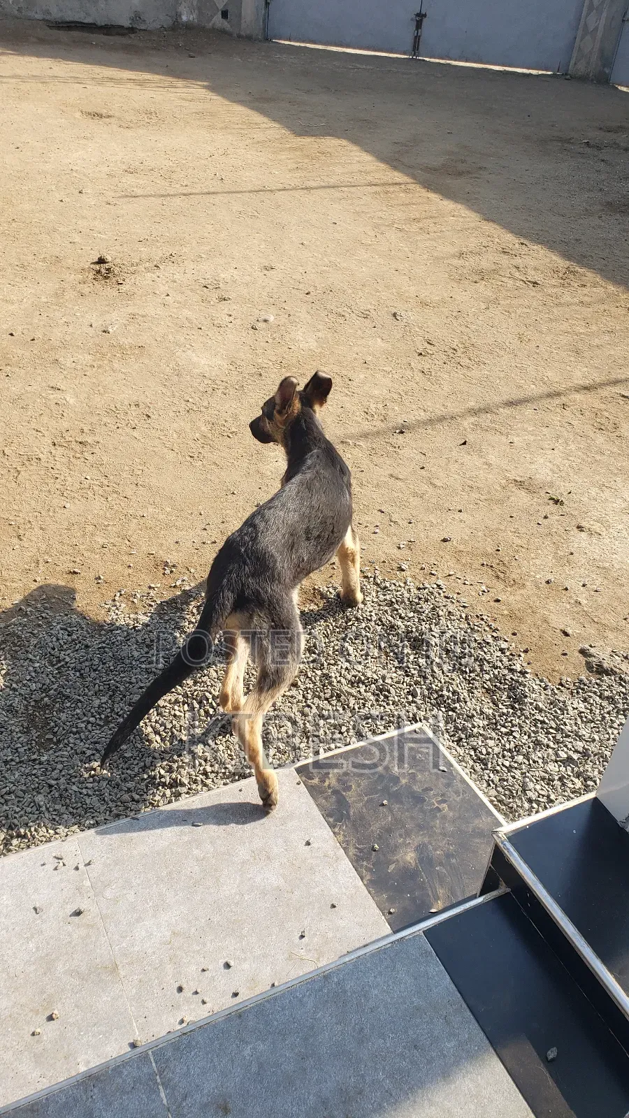 1-3 months Male Purebred German Shepherd