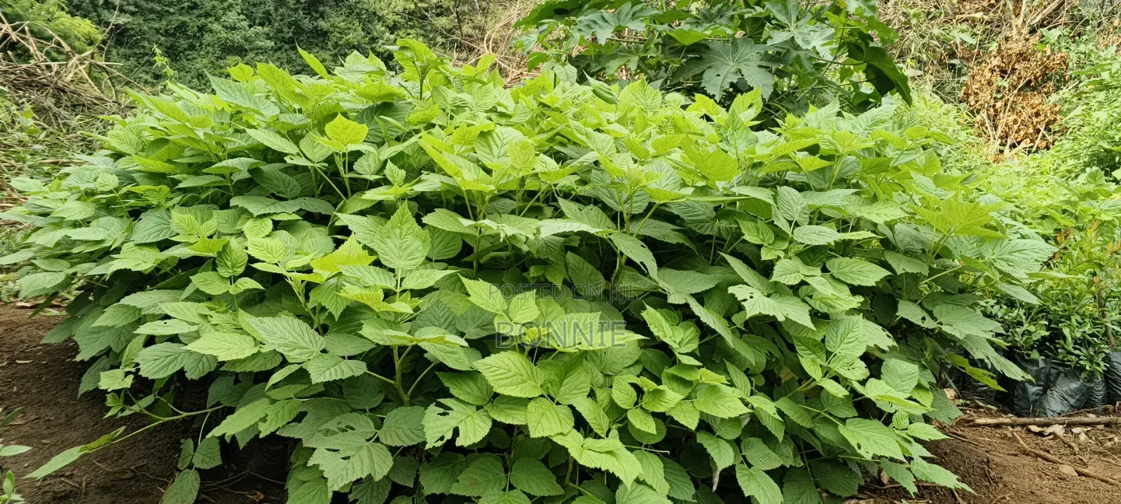 Red Raspberry Seedlings
