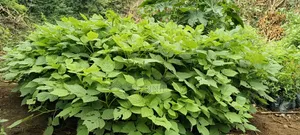 Red Raspberry Seedlings