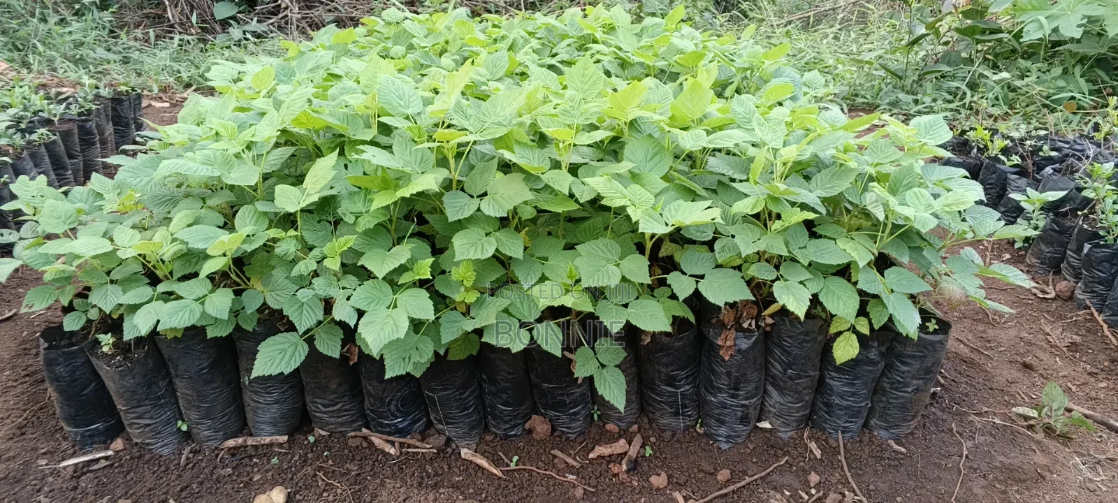 Red Raspberry Seedlings