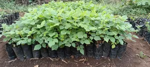 Red Raspberry Seedlings