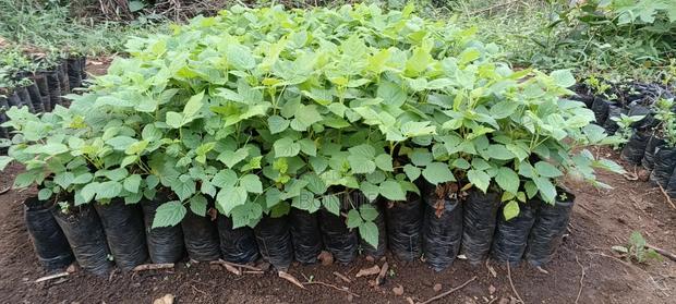 Red Raspberry Seedlings - thumbnail 2