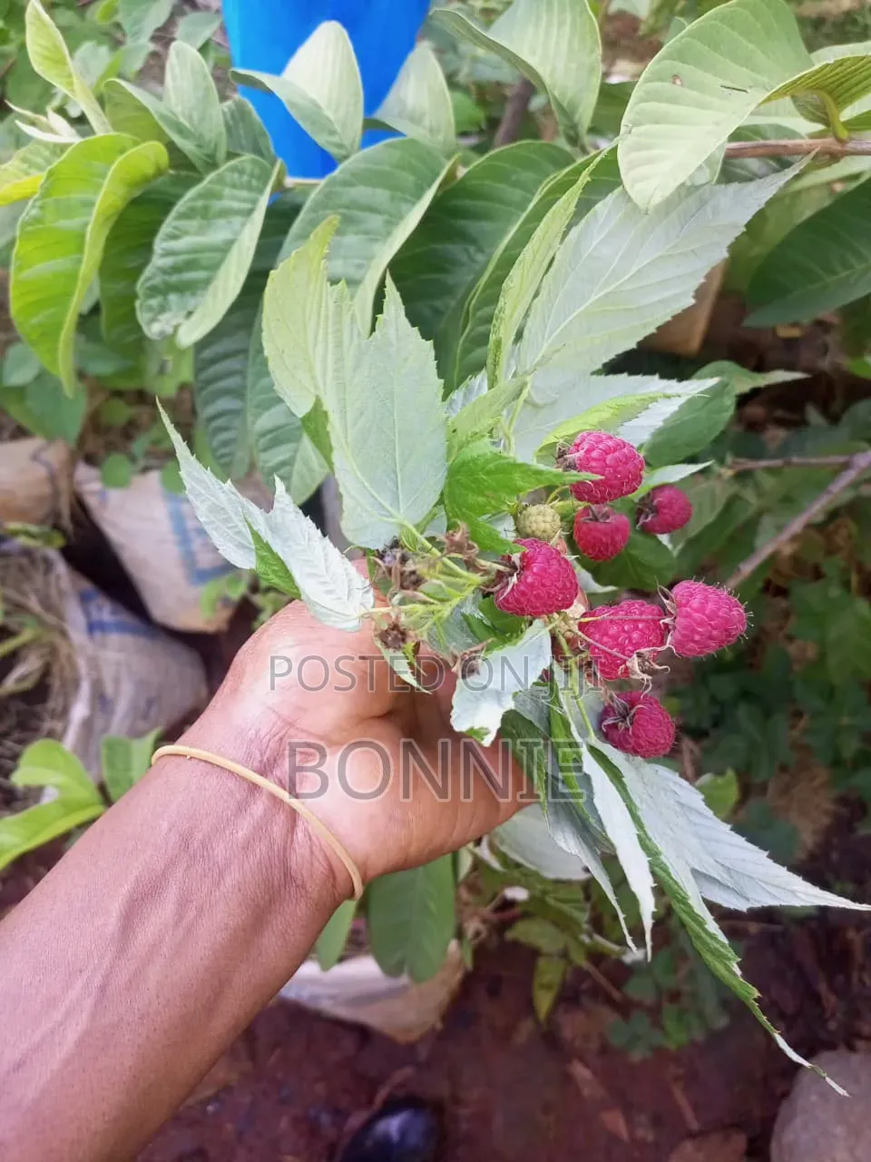 Red Raspberry Seedlings