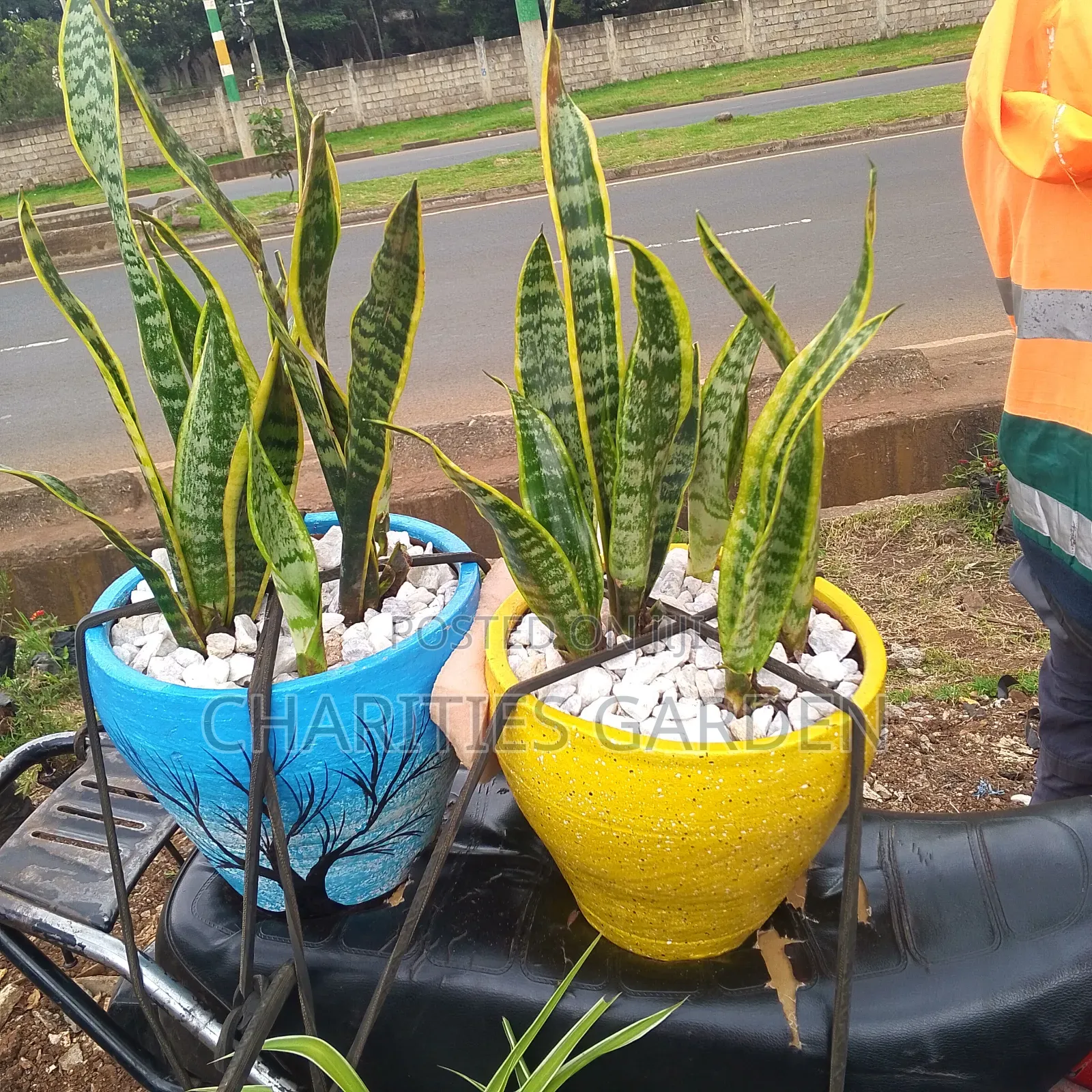 Potted Snake Plant