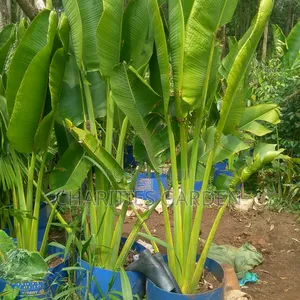Travellers Palm Trees