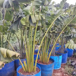 Travellers Palm Trees